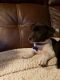 Rat Terrier Puppies for sale in Prunedale, CA, USA. price: $1,000