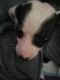Rat Terrier Puppies for sale in 2605 Kennedy Ln, Texarkana, TX 75503, USA. price: $40