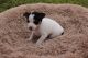 Rat Terrier Puppies for sale in Fredericksburg, TX 78624, USA. price: $650