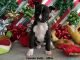 Rat Terrier Puppies for sale in Ramona, CA 92065, USA. price: $600