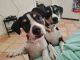 Rat Terrier Puppies for sale in Desert Hot Springs, CA 92240, USA. price: $500