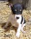 Rat Terrier Puppies for sale in Douglas, WY 82633, USA. price: $700
