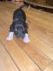 Rat Terrier Puppies for sale in Milwaukee, WI, USA. price: $400