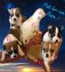 Rat Terrier Puppies for sale in Knoxville, TN, USA. price: $1,200