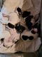 Rat Terrier Puppies for sale in Knoxville, IA 50138, USA. price: $150