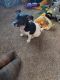 Rat Terrier Puppies for sale in Rice Lake, WI, USA. price: $30,000