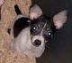 Rat Terrier Puppies for sale in Winston-Salem, NC, USA. price: NA