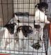 Rat Terrier Puppies for sale in Carol City, FL 33055, USA. price: NA