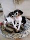 Rat Terrier Puppies for sale in Imlay City, MI 48444, USA. price: $600