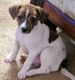 Rat Terrier Puppies for sale in Victorville, CA, USA. price: NA