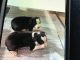 Rat Terrier Puppies for sale in Ionia, IA 50645, USA. price: NA