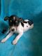 Rat Terrier Puppies for sale in Decatur, AR 72722, USA. price: $700