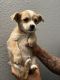 Rat Terrier Puppies for sale in Fontana, CA, USA. price: $200