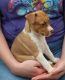 Rat Terrier Puppies for sale in Rural Retreat, VA, USA. price: $1,000