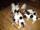 Rat Terrier Puppies for sale in Valdosta, GA, USA. price: NA