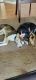 Rat Terrier Puppies for sale in Delran, NJ, USA. price: NA