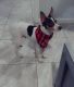 Rat Terrier Puppies for sale in Uniondale, NY 11553, USA. price: $500