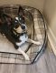 Rat Terrier Puppies for sale in Largo, FL, USA. price: NA