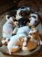 Rat Terrier Puppies for sale in Florence, OR 97439, USA. price: NA