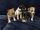 Rat Terrier Puppies for sale in Payson, UT, USA. price: $650