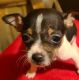 Rat Terrier Puppies for sale in Binger, OK 73009, USA. price: $250