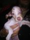 Rat Terrier Puppies for sale in Tracy, MN 56175, USA. price: $400