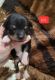 Rat Terrier Puppies for sale in Plymouth, CA 95669, USA. price: NA
