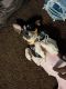 Rat Terrier Puppies for sale in New York, NY, USA. price: NA