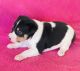 Rat Terrier Puppies for sale in Oklahoma City, OK, USA. price: NA