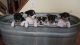 Rat Terrier Puppies for sale in Minden, NE, USA. price: $500