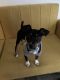 Rat Terrier Puppies for sale in O'Fallon, IL, USA. price: NA
