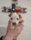 Rat Terrier Puppies for sale in Thorndale, TX 76577, USA. price: NA
