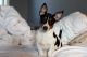 Rat Terrier Puppies for sale in Minneapolis, MN, USA. price: $300