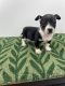 Rat Terrier Puppies for sale in St. Augustine, FL, USA. price: NA