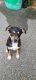 Rat Terrier Puppies for sale in Northeast Pensacola, Pensacola, FL, USA. price: NA