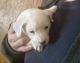 Rat Terrier Puppies for sale in 1523 Mehrtens Ave, Sheboygan, WI 53081, USA. price: $800