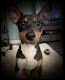 Rat Terrier Puppies for sale in Lakeland, FL 33812, USA. price: NA