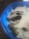 Rat Terrier Puppies for sale in Homestead, FL, USA. price: NA
