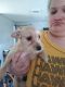 Rat Terrier Puppies for sale in East Dubuque, IL 61025, USA. price: $150