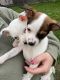 Rat Terrier Puppies for sale in 1523 Mehrtens Ave, Sheboygan, WI 53081, USA. price: NA