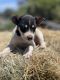 Rat Terrier Puppies for sale in Waddell, AZ 85355, USA. price: $400