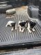 Rat Terrier Puppies for sale in Jackson, KY 41339, USA. price: $300