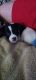 Rat Terrier Puppies for sale in Kokomo, IN, USA. price: NA