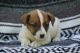 Rat Terrier Puppies for sale in Goshen, IN, USA. price: NA