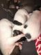 Rat Terrier Puppies for sale in Anderson, SC 29625, USA. price: NA