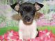 Rat Terrier Puppies for sale in Hammond, IN, USA. price: $350