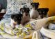 Rat Terrier Puppies for sale in Worth, IL, USA. price: $200