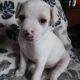 Rat Terrier Puppies for sale in Mineral, WA 98355, USA. price: $400