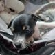 Rat Terrier Puppies for sale in Mineral, WA 98355, USA. price: $600