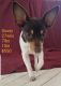 Rat Terrier Puppies for sale in Temperance, MI 48182, USA. price: $550